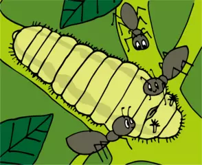 アリと一緒に暮らすチョウがいる