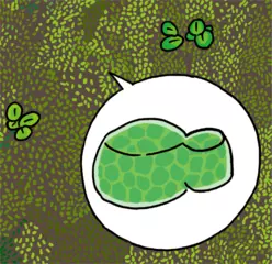 世界で一番小さな植物のお話