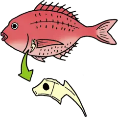 タイの体の中にタイがいる？