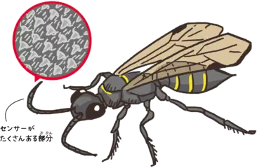 昆虫の触角にはどんなセンサーがあるの？