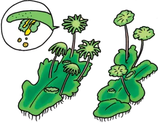 ゼニゴケの表と裏のお話