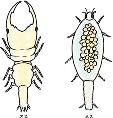 海にすむクワガタのお話