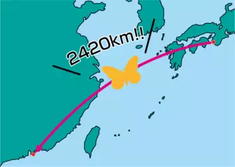 まるで渡り鳥？ アサギマダラのお話