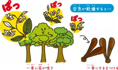 いっせいに花が咲く熱帯の木のお話