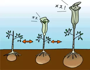 オスからメスに性転換する植物