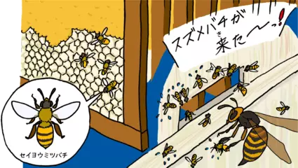 ミツバチがいなくなる？