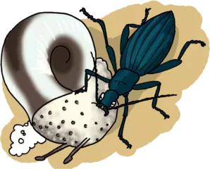 飛ばなくなったオサムシの話