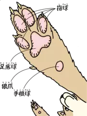 イヌの肉球は何の役に立つの？