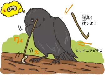道具を作る生き物は人間だけじゃない