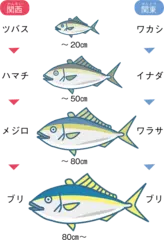 成長するごとに名前が変わる魚がいる