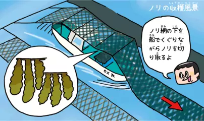 ノリの養殖はどうして寒い時期にするの？