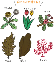 海の中で育つ海藻は植物？