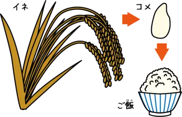 日本人は昔から白いご飯を食べていた？
