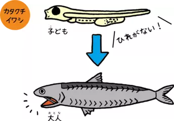 魚も虫みたいに変態する！