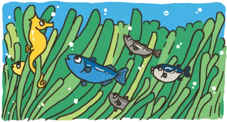 アマモは海の生き物にも人間にも大人気