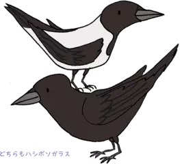 同じ種でも場所によって姿がちがう