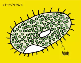 お家を貸す代わりにごはんをもらうミドリゾウムシ