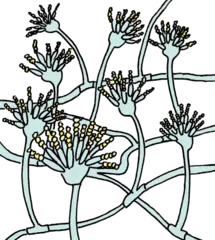 酒作りはウシを飼うのと同じ？