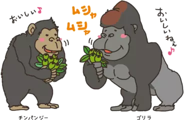 ゴリラとチンパンジー、どっちが強い？