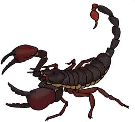 サソリは何の仲間ですか？