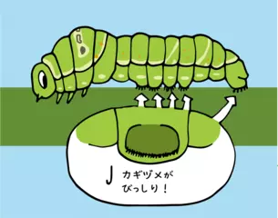 イモムシはなぜ枝や葉から落ちない？
