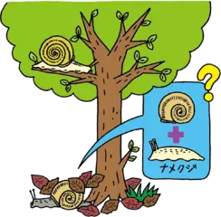 カタツムリは殻をとればナメクジになる？