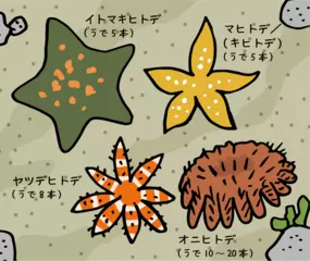 ヒトデの目はうでの先にある！