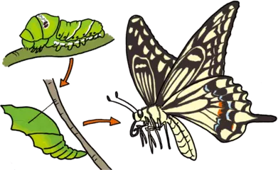 イモムシからどのようにはねやあしが生える？