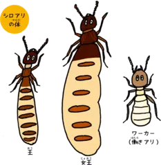 名前にダマされるな！ シロアリはアリではない