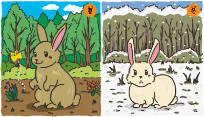 日本海側のノウサギは冬に白くなる