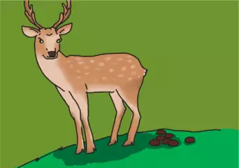 2万年前のシカのうんこからわかること