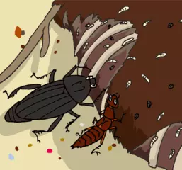 死がいに集まる昆虫、ウジ虫たちの活躍