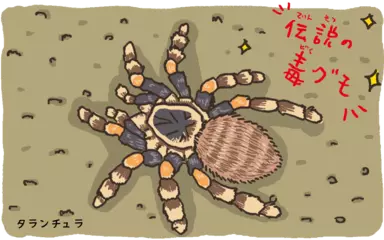 タランチュラは猛毒ですか？