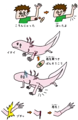 ちぎれても手足が生えてくる生き物