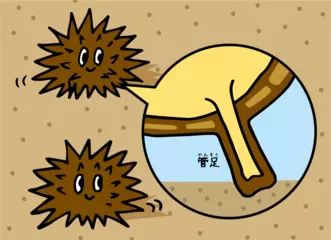 ビックリ！ ウニも歩いている！！