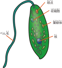 植物？ 動物？ ふしぎな生き物ミドリムシ