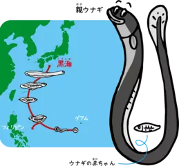 川にすむウナギ、ふるさとは南の海
