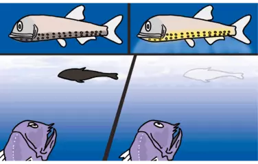 深海には光で自分の影を消す魚がいる