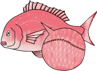 魚には第六感があるってほんとう？