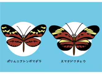 毒のないチョウが毒のあるチョウをまねる