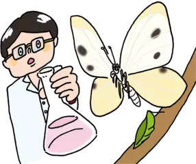 チョウやガから薬ができる？