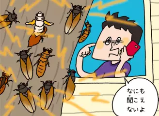 13年ゼミと17年ゼミってどんなセミ？