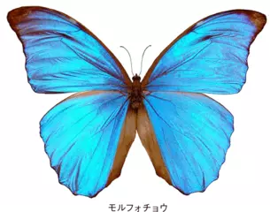 キラキラしたチョウのはねにきれいな色はついていない？