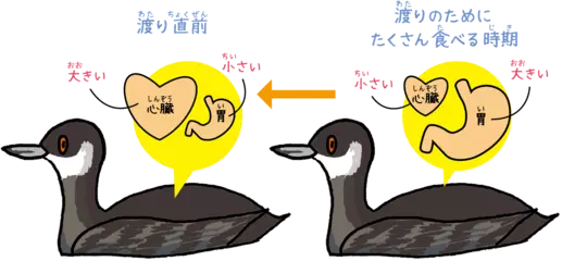 内臓を季節ごとに作り変える生き物