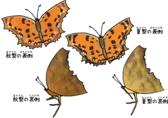 冬越しするチョウのコートは暖かい？