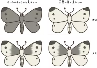チョウやガは見えない色を見ることができる