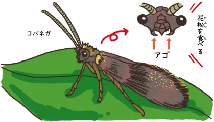 歯を持つガがいるってほんとう？