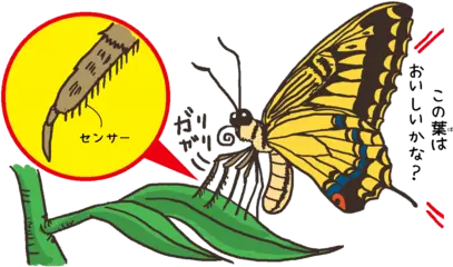 チョウやガは葉の味をあしで感じる