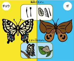 チョウとガはどこがちがうの？