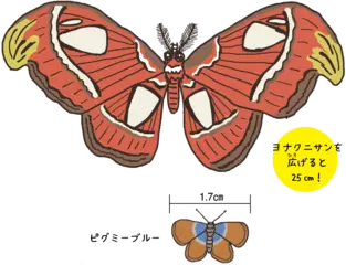 世界最大と最小のチョウやガは？